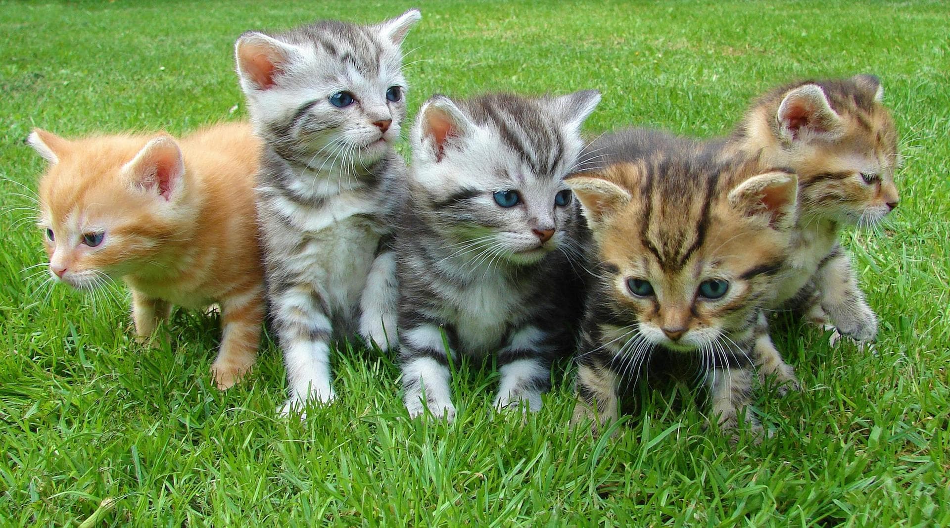 Best Vets in Alexandria