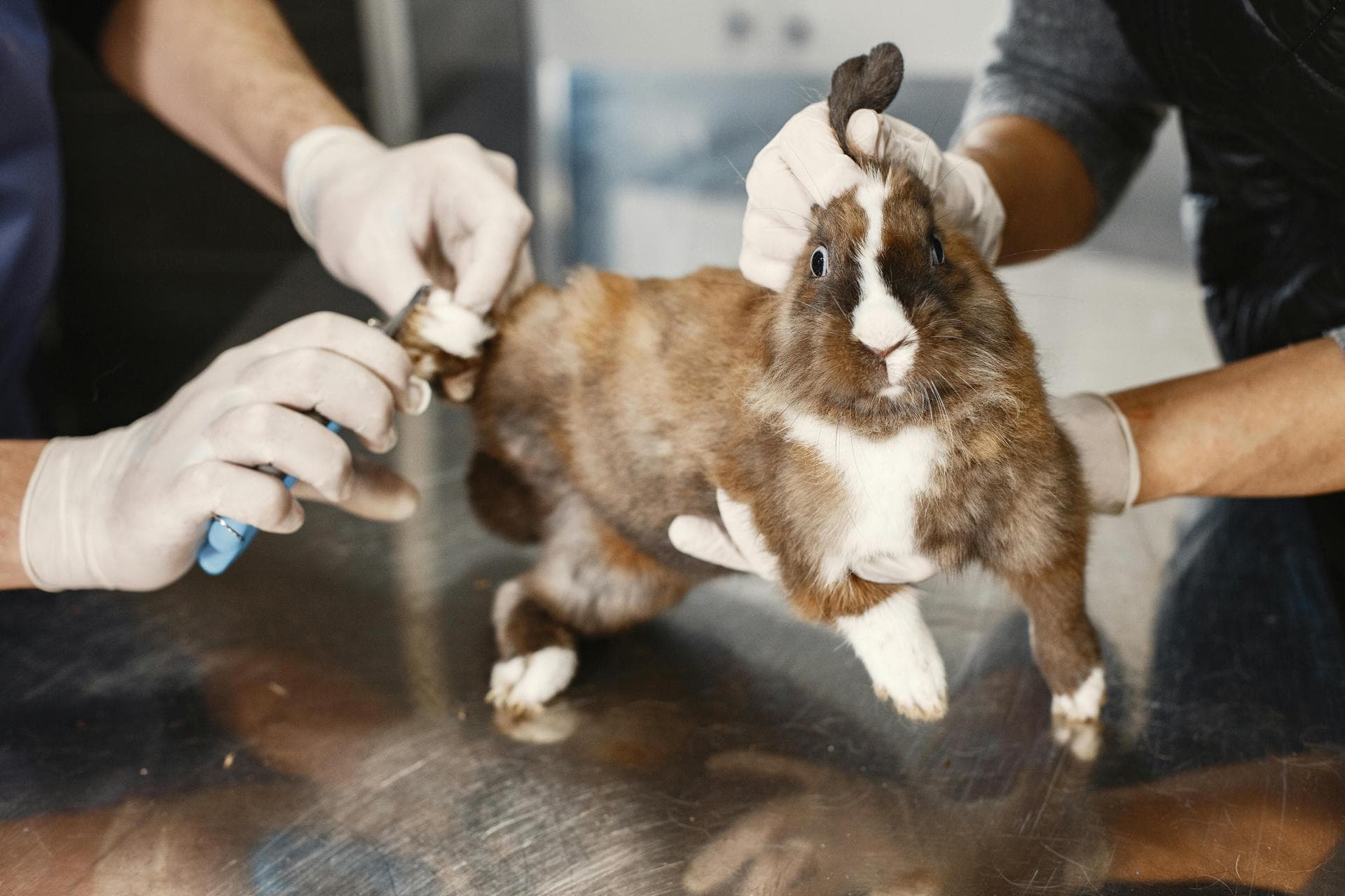 Best Vets in Alexandria