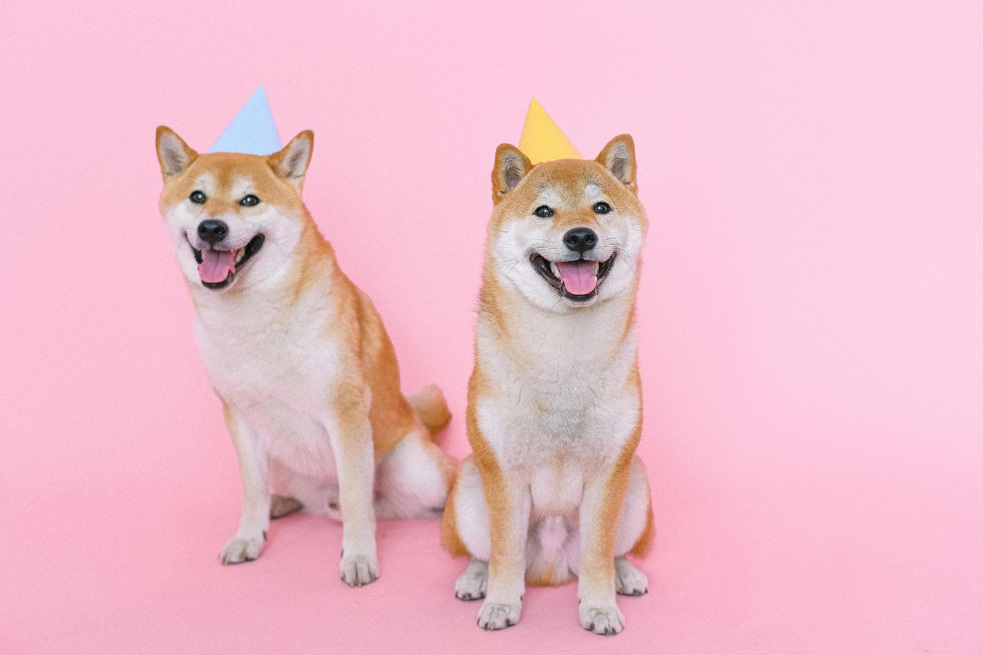 Dog & Cat Vets in Miamiville